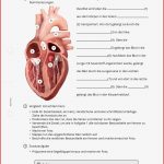 Arbeitsblatt Herz Biologie Tutory