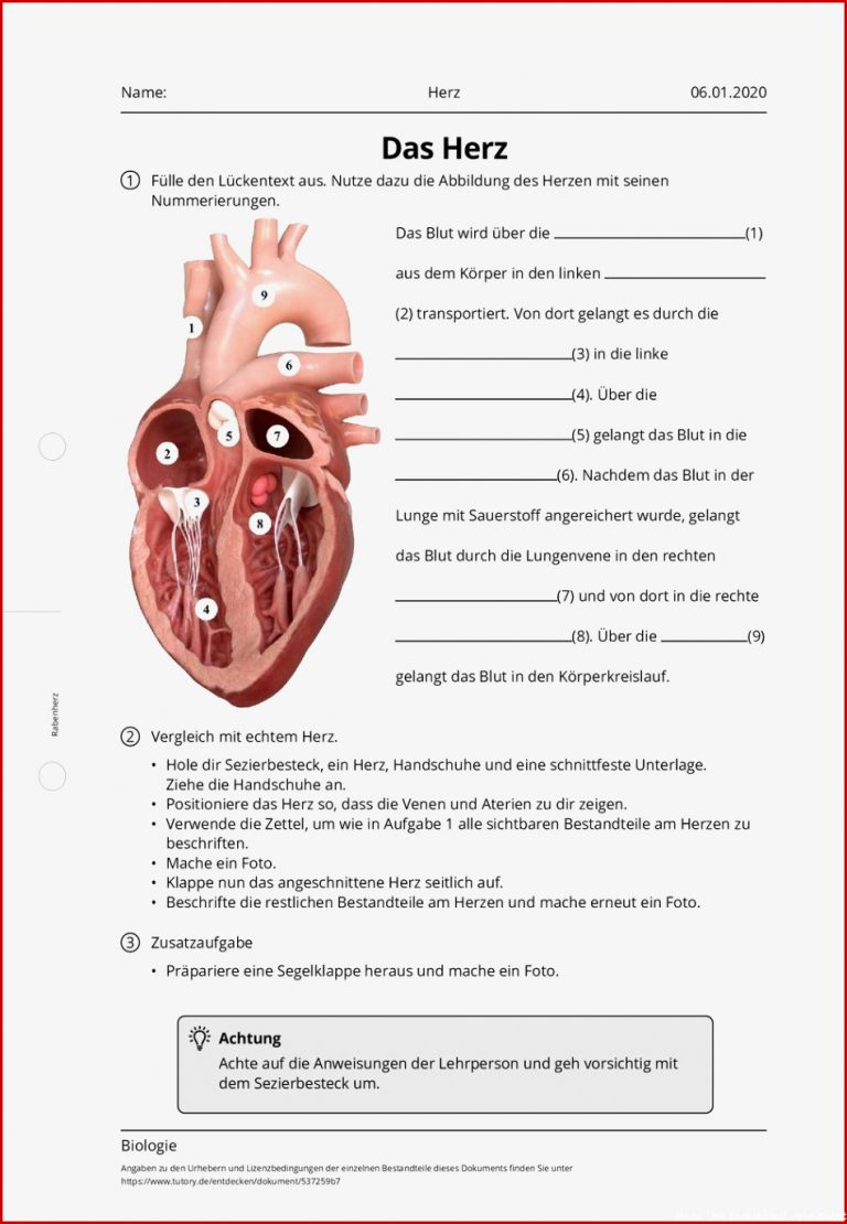 Arbeitsblatt Herz Biologie tutory