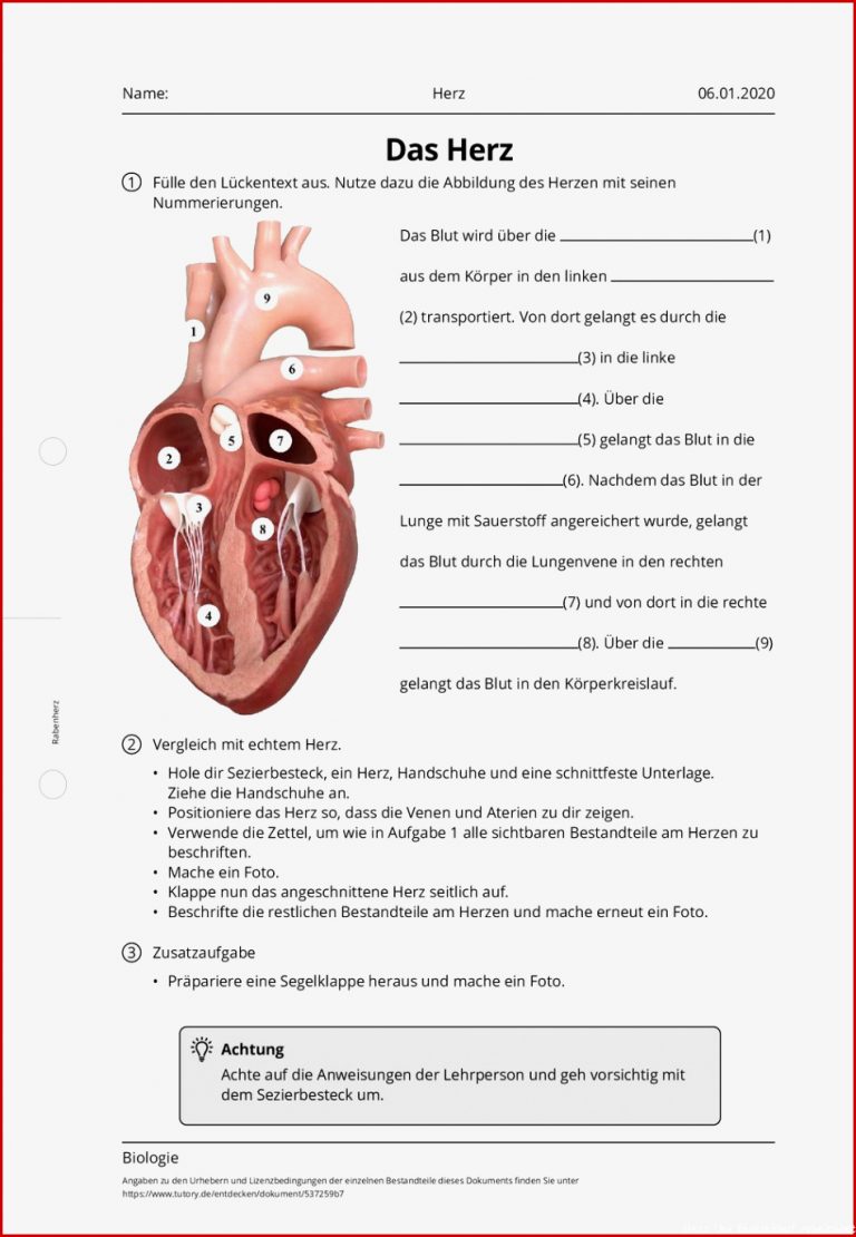 Arbeitsblatt Herz Biologie Tutory