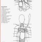 Arbeitsblatt Herz Kreislauf System