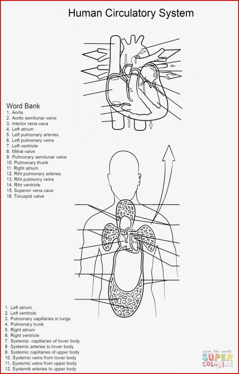 Arbeitsblatt Herz Kreislauf System