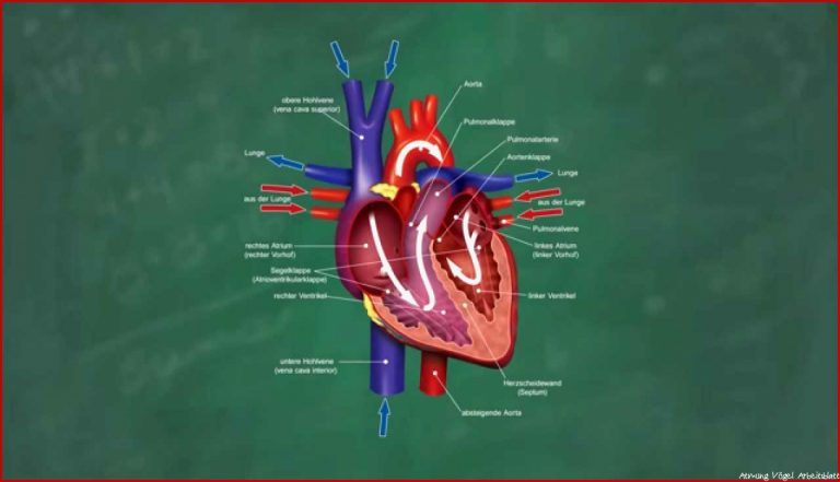 Arbeitsblatt Herz Kreislauf System