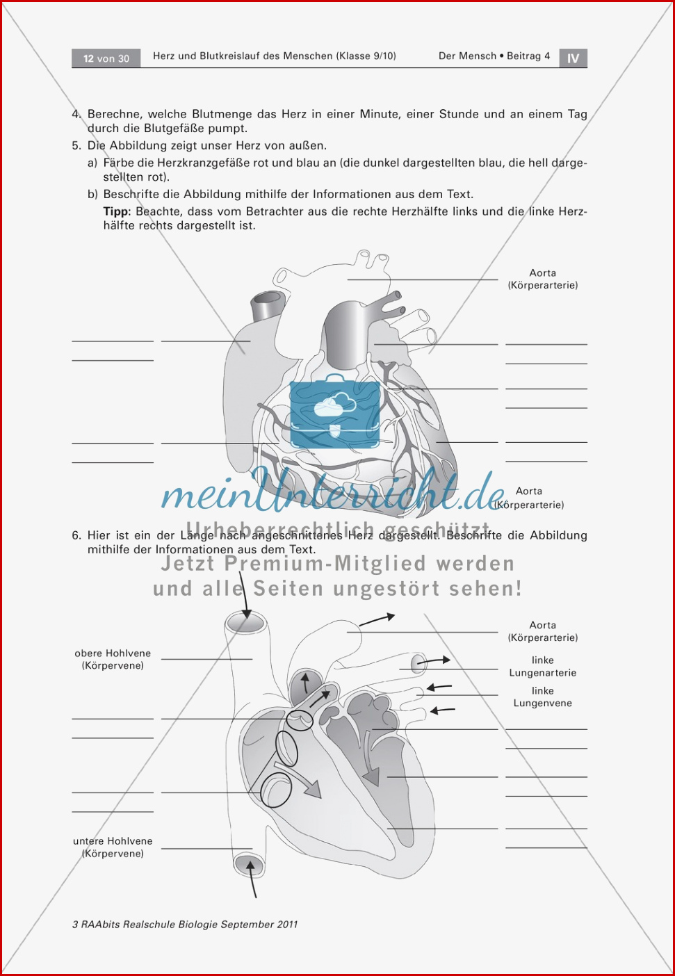 Arbeitsblatt Herz Kreislauf