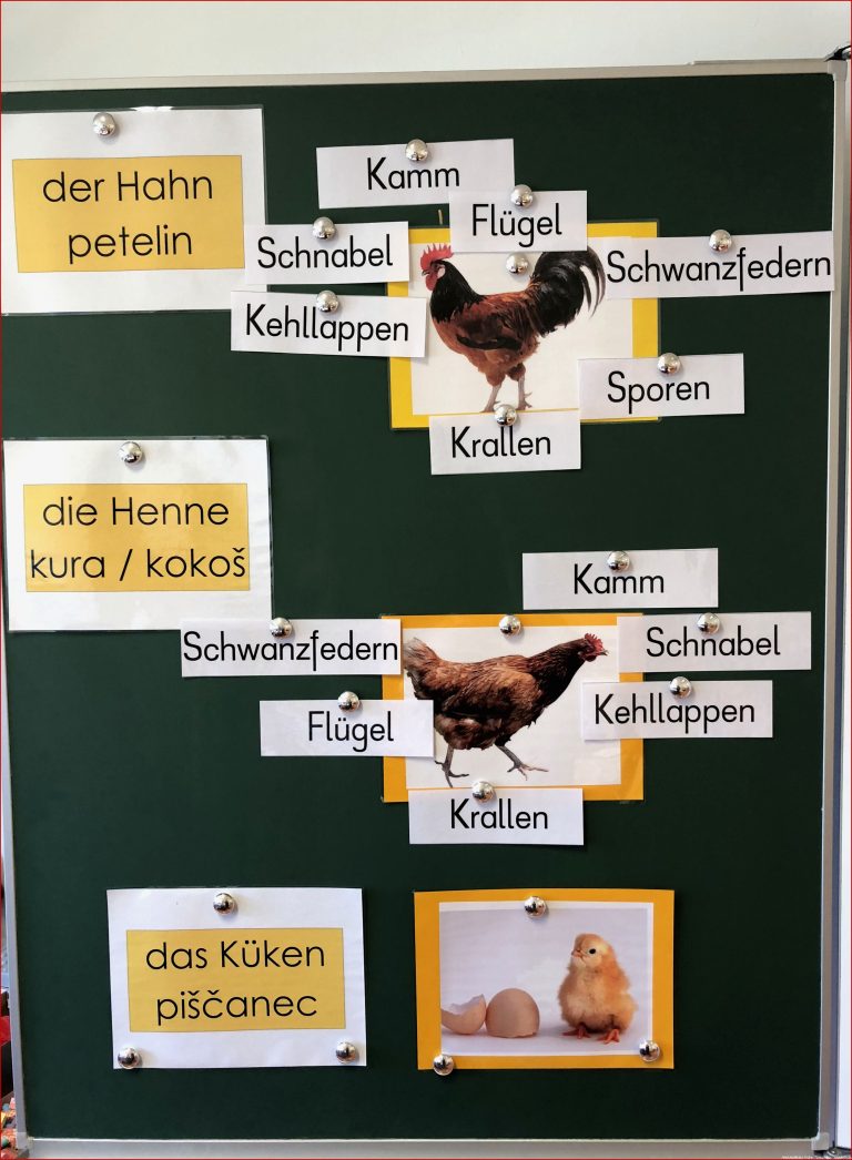 Arbeitsblatt Huhn Beschriften Robert Hackett Schule