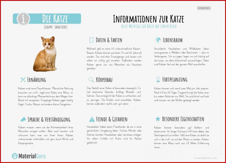 Arbeitsblatt Katzen