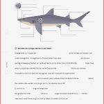 Arbeitsblatt Körperbau Und Sinne Der Haie Biologie