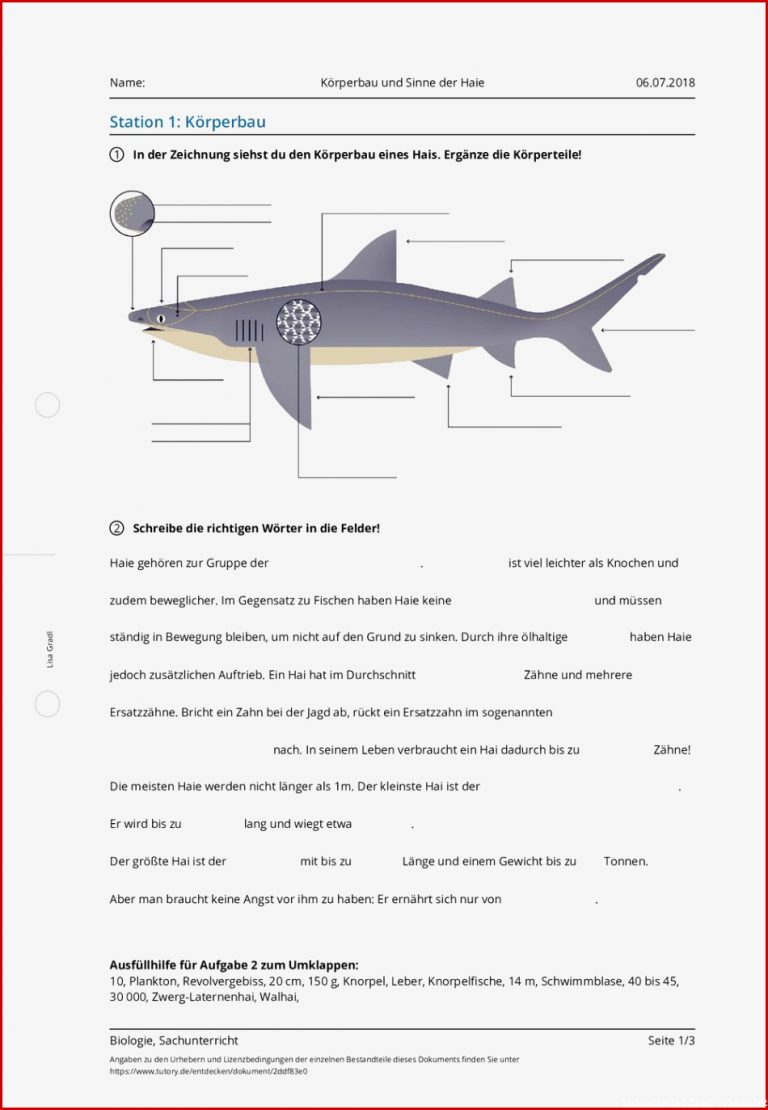 Arbeitsblatt Körperbau Und Sinne Der Haie Biologie