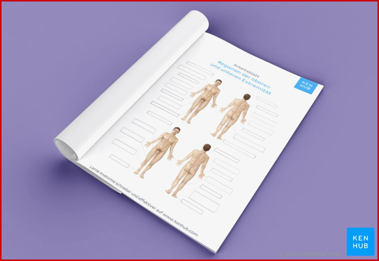 Arbeitsblatt Körperregionen Und topographische Anatomie