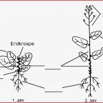 Arbeitsblatt Kohl