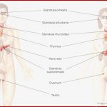 Arbeitsblatt Kostenlos Hormondrüsen Im Körper