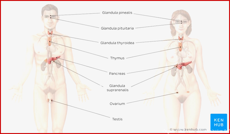 Arbeitsblatt kostenlos Hormondrüsen im Körper