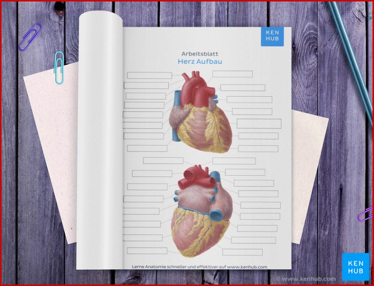 Arbeitsblatt kostenloses PDF Herz mit Beschriftung