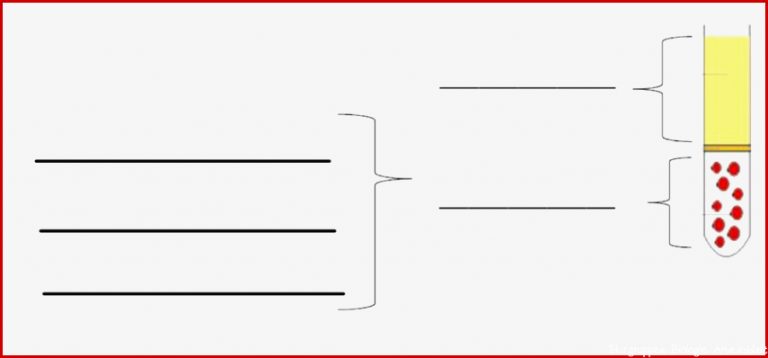 Arbeitsblatt Kurztest A Blutbestandteile & Blutgruppen