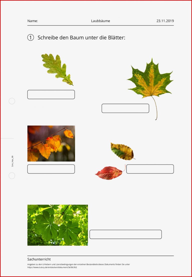 Arbeitsblatt Laubbäume Sachunterricht tutory