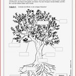 Arbeitsblatt Laubbäume Und Ihre Früchte Ideen Arbeitsblätter