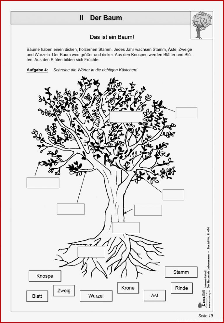 Kostenlose Arbeitsblatt Laubbäume Und Ihre Früchte Ideen Arbeitsblätter Arbeitsblatt Laubbäume Und Ihre Früchte Ideen Arbeitsblätter