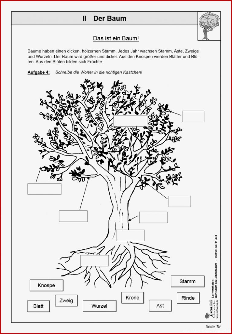 Arbeitsblatt Laubbäume Und Ihre Früchte Ideen Arbeitsblätter