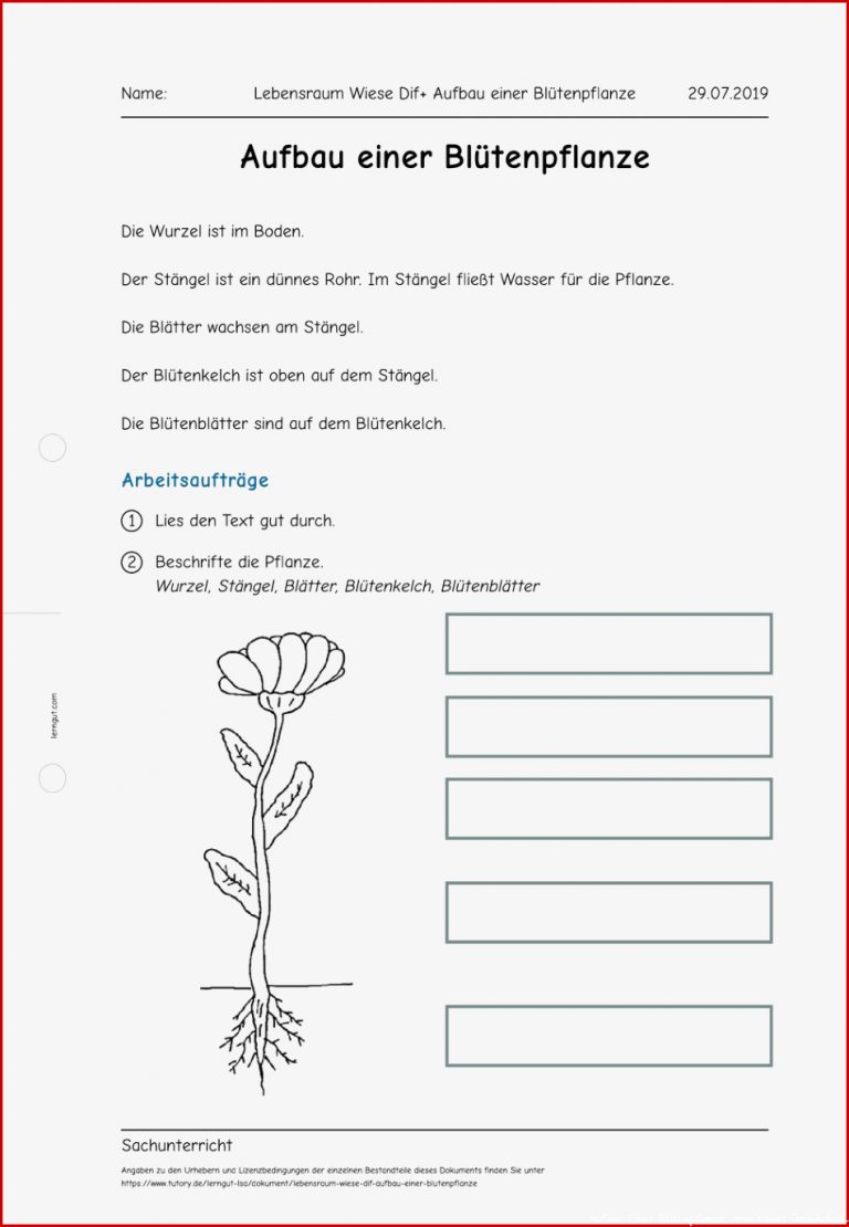 Arbeitsblatt Lebensraum Wiese Dif Aufbau einer