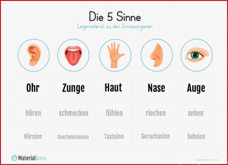 Arbeitsblatt Legematerial Sinnesorgane