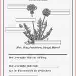 Arbeitsblatt Löwenzahn – Unterrichtsmaterial Im Fach