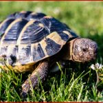 Arbeitsblatt Merkmale Der Säu Iere Biologie Tutory