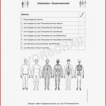 Arbeitsblatt Muskeln 5 Klasse