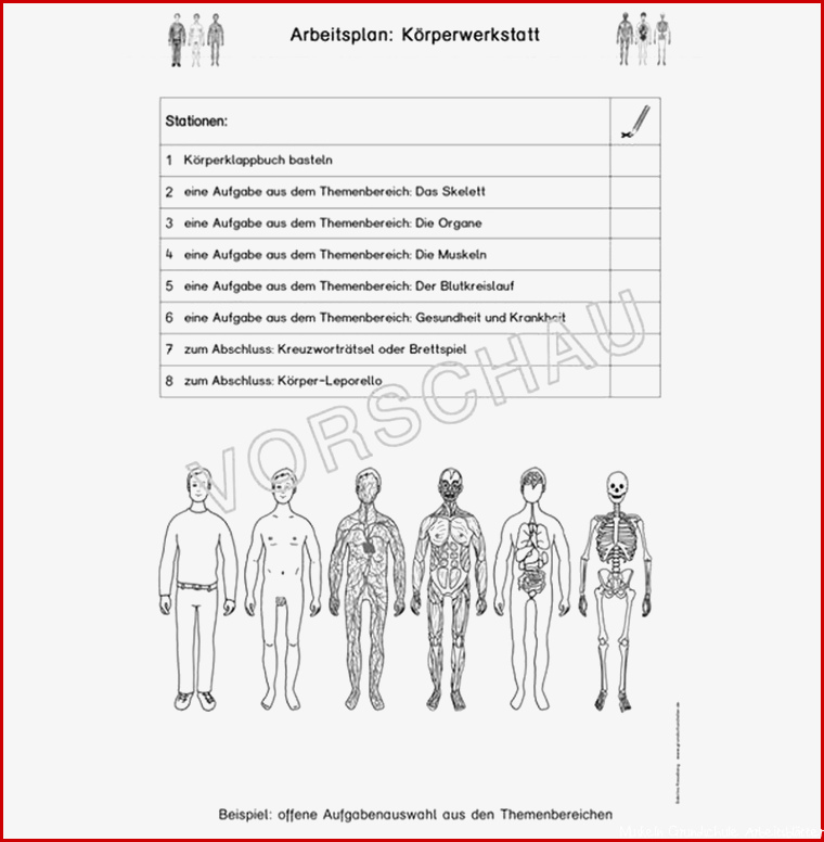 Arbeitsblatt Muskeln 5 Klasse