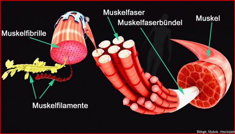 Arbeitsblatt Muskeln 5 Klasse