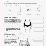 Arbeitsblatt Muskeln 5 Klasse
