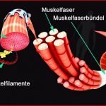 Arbeitsblatt Muskeln 5 Klasse