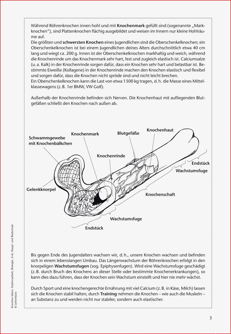 Arbeitsblatt Muskeln 5 Klasse