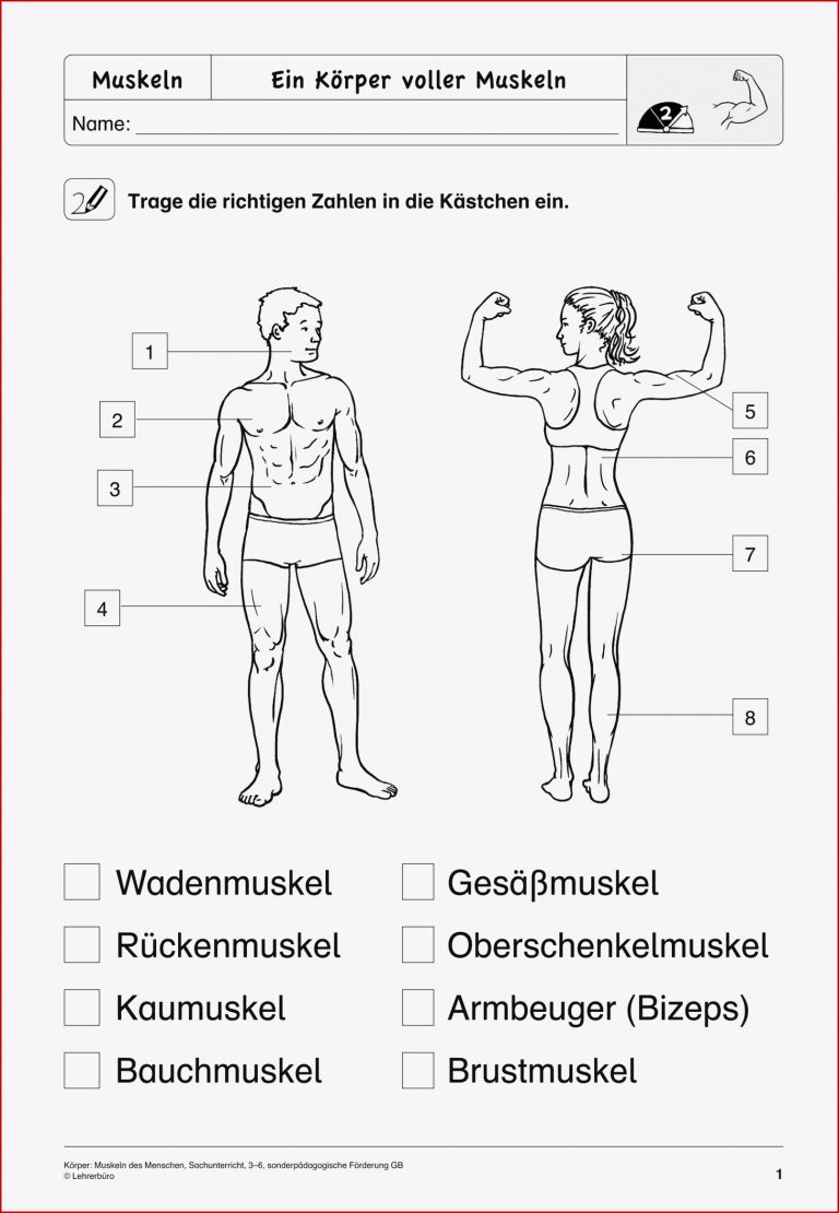 Arbeitsblatt Muskeln