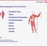 Arbeitsblatt Muskeln Des Menschen