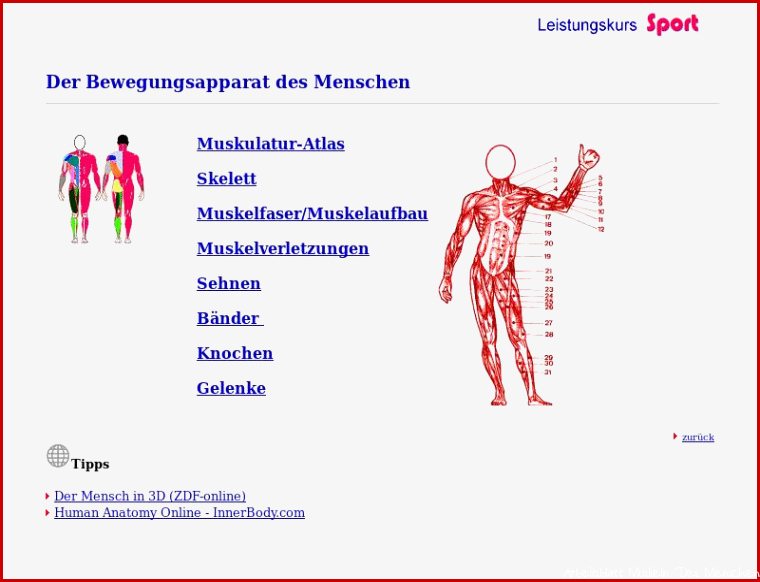 Arbeitsblatt Muskeln Des Menschen