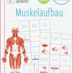 Arbeitsblatt Muskeln Des Menschen Stephen Scheidt Schule