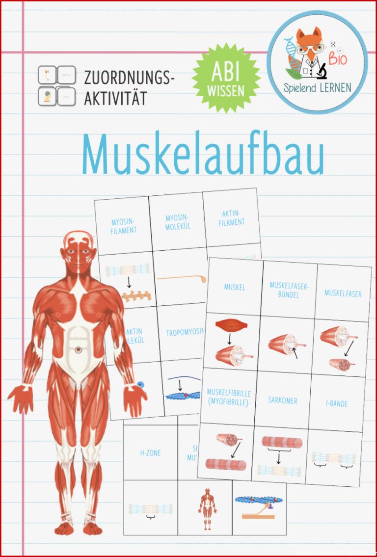 Arbeitsblatt Muskeln Des Menschen Stephen Scheidt Schule