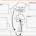 Arbeitsblatt Nährstoffkreislauf Im Tropischen Regenwald