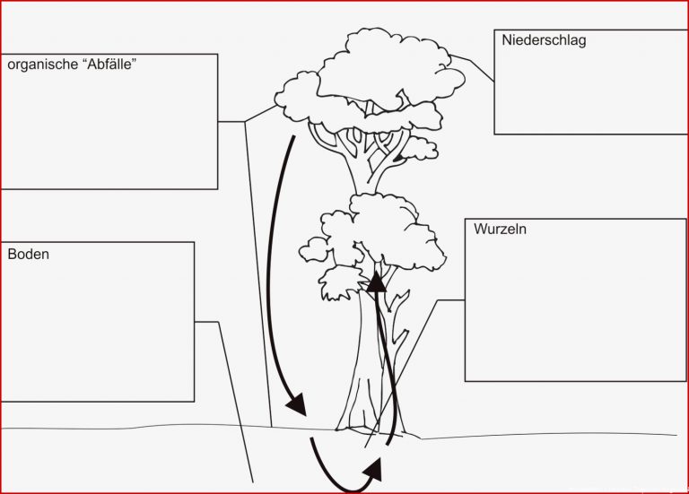 Arbeitsblatt Nährstoffkreislauf Im Tropischen Regenwald