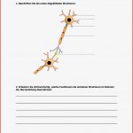 Arbeitsblatt Nervenzelle Ideen Arbeitsblätter