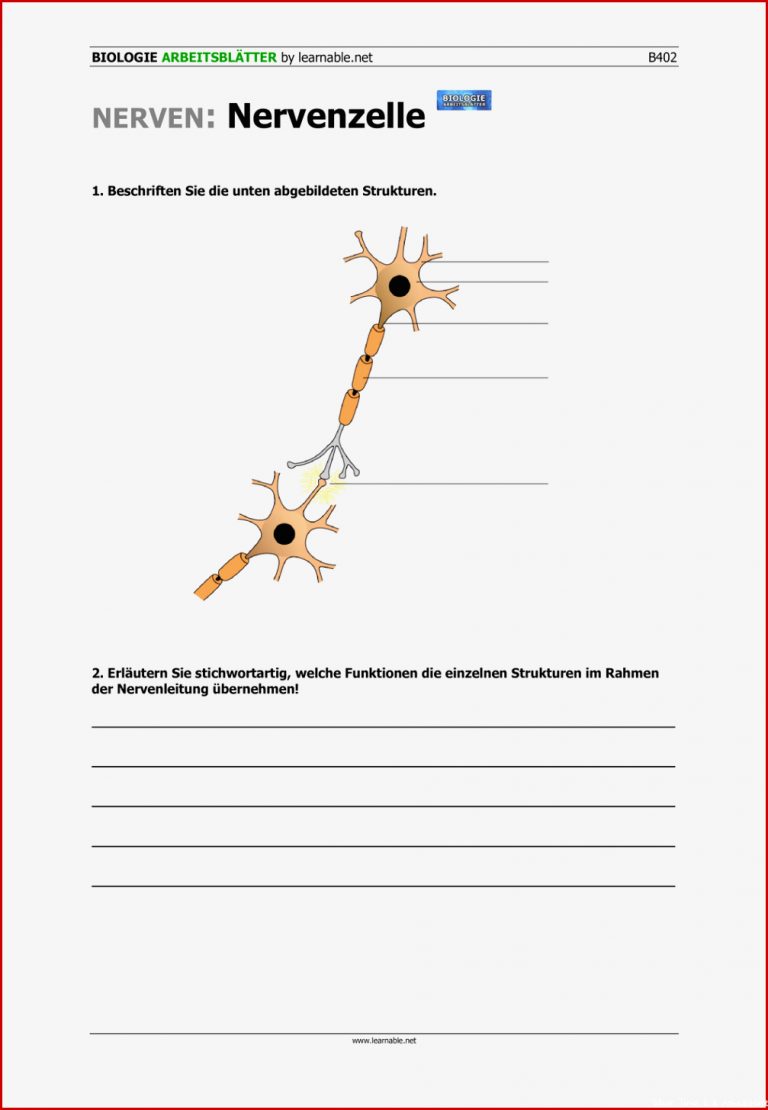 Arbeitsblatt Nervenzelle Ideen Arbeitsblätter