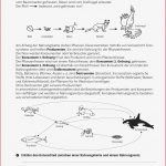 Arbeitsblatt ökosystem Unterrichtsmaterial anders