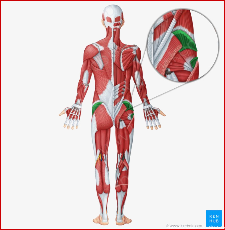 Arbeitsblatt PDF Übersicht der Muskeln des Menschen