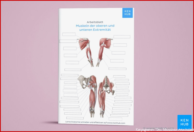 Arbeitsblatt PDF Übersicht der Muskeln des Menschen