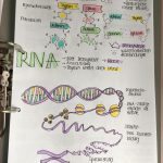 Arbeitsblatt Replikation Der Dna Expertenwissen Sharon