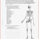 Arbeitsblatt Skelett Biologie Allgemeine