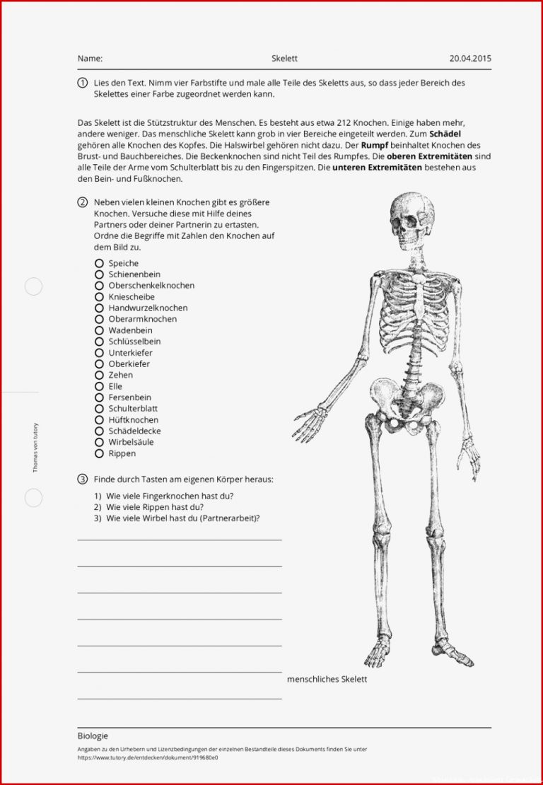 Arbeitsblatt Skelett Biologie Allgemeine