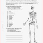 Arbeitsblatt Skelett Biologie Mittlere Reife