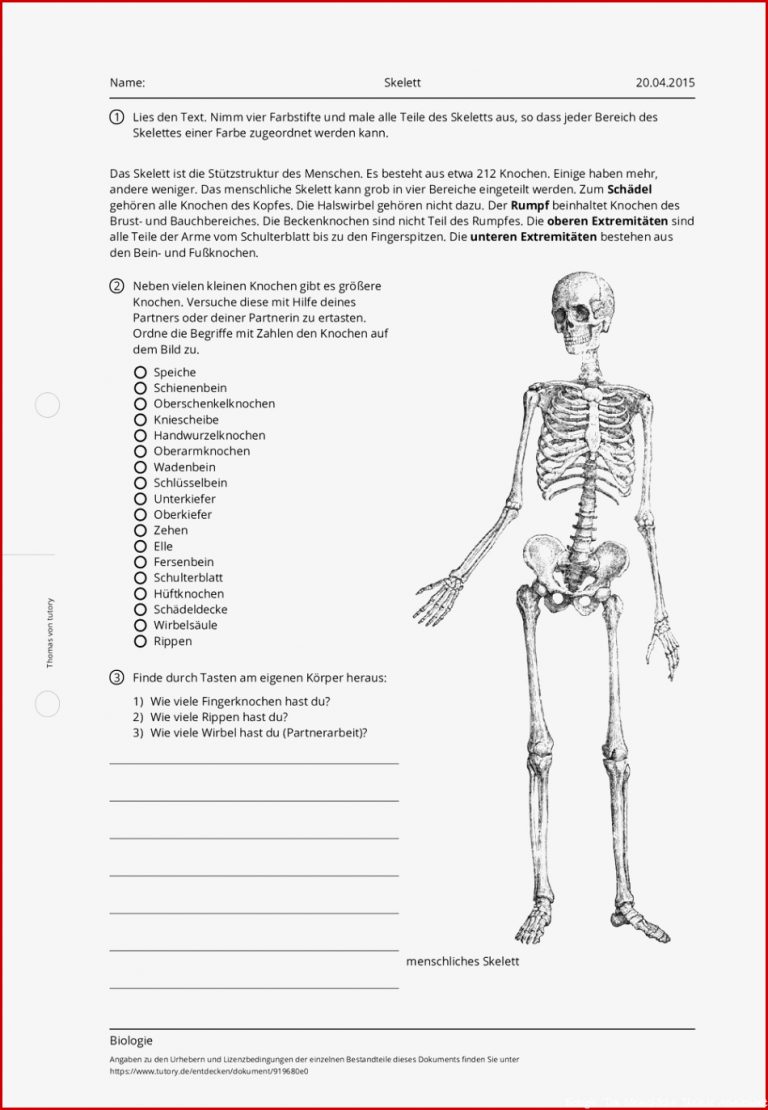 Arbeitsblatt Skelett Biologie Mittlere Reife