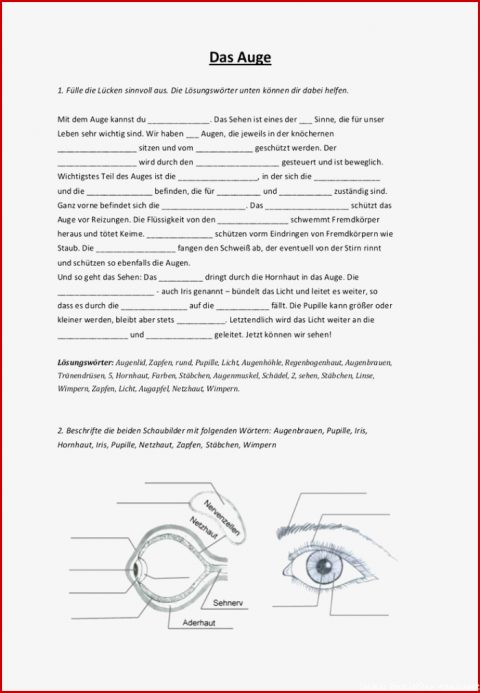 Skelett Beschriften 5. Klasse Pdf Kostenlos