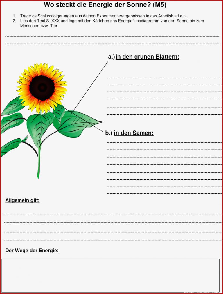 Arbeitsblatt Sonnenblume